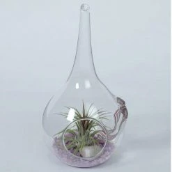CGASPL Mother Bloom Air Plant
