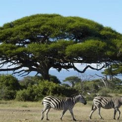 CGASPL Acacia Tortilis Seeds-1 Kg