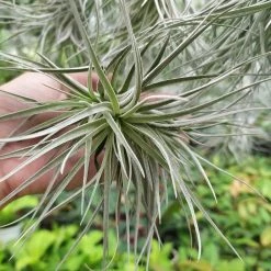 CGASPL Chidrens Tillandsia Air Plant Plants