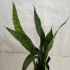 CGASPL Sansevieria Trifasciata Green Plant