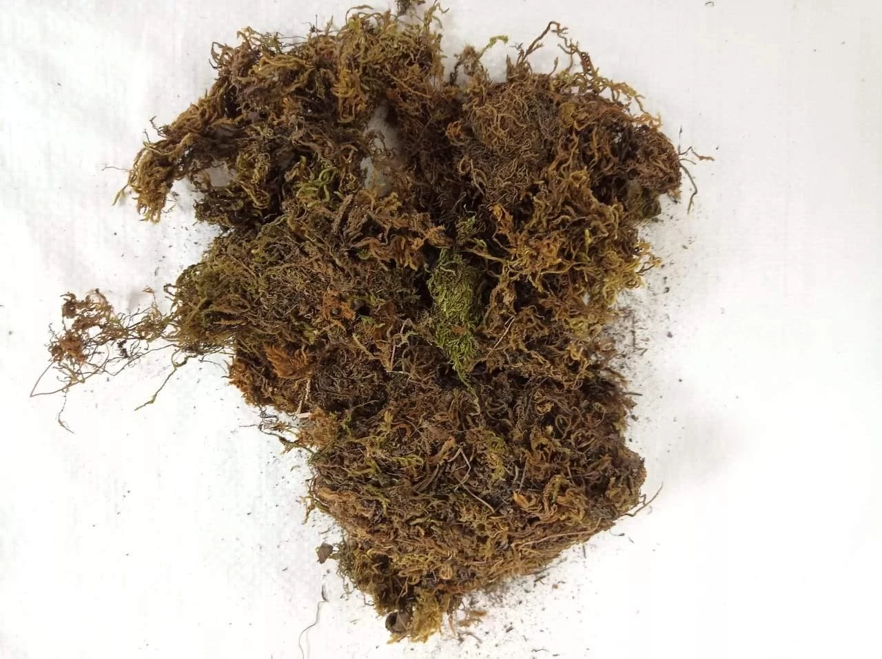 CGASPL 2 Kg Sphagnum Moss -Growing Medium For Plants 4 CGASPL 2 Kg Sphagnum Moss -Growing Medium For Plants