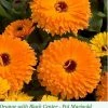 Sakata Seeds Imported Flower Seeds Calendula Calypso Orange W/Black Center Flower Seeds 1 Sakata Seeds Imported Flower Seeds Calendula Calypso Orange W/Black Center Flower Seeds