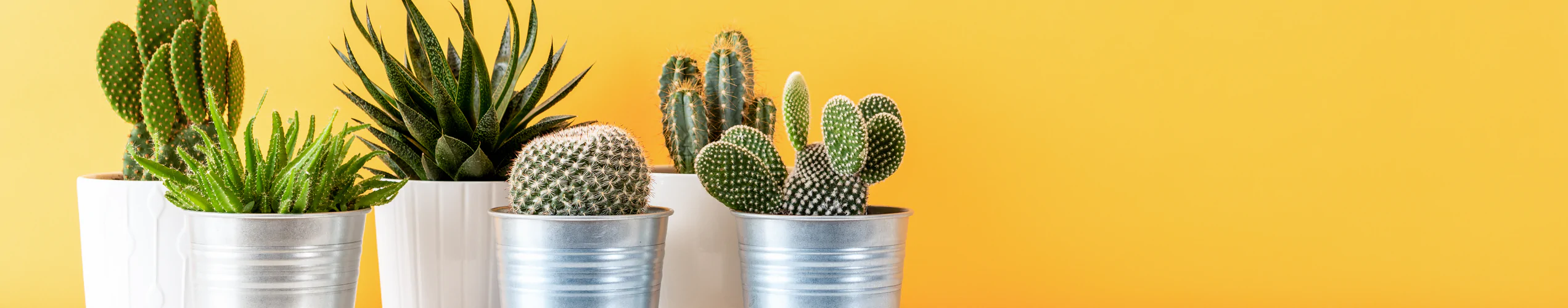 ChhajedGarden Shop 1 ChhajedGarden Shop -ChhajedGarden Shop 1