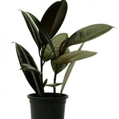 CGASPL Plants Top 5 Air Purifier And Oxygen Enriching Plant Pack