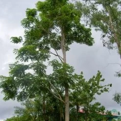 CGASPL Acrocarpus Fraxinifolius(Qg) Seeds-1 Kg Trees Of India 8 CGASPL Acrocarpus Fraxinifolius(Qg) Seeds-1 Kg Trees Of India