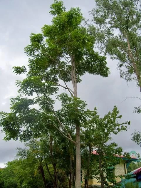 CGASPL Acrocarpus Fraxinifolius(Qg) Seeds-1 Kg Trees Of India 5 CGASPL Acrocarpus Fraxinifolius(Qg) Seeds-1 Kg Trees Of India