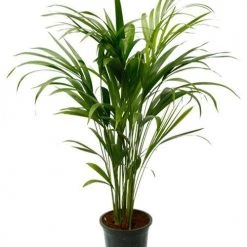 CGASPL Plants Top 5 Air Purifier And Oxygen Enriching Plant Pack