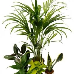 CGASPL Plants Top 5 Air Purifier And Oxygen Enriching Plant Pack