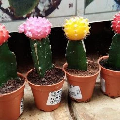 CGASPL Moon Cactus (Small, 4 Cactus)