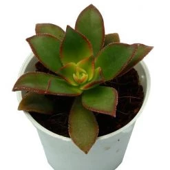 CGASPL Aeonium Kiwi Small Succulent Plant Plants