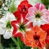 CGASPL Amaryllis Australian Mix Flower Bulbs (Pack Of 6)