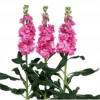 CGASPL Stock Iron Rose Pink Flower Seeds 2 CGASPL Stock Iron Rose Pink Flower Seeds