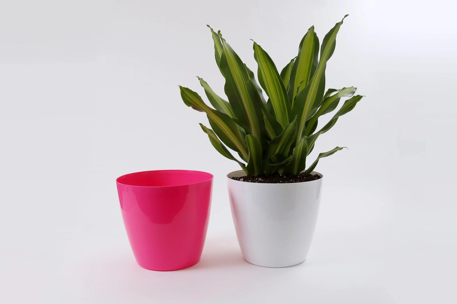 CGASPL 11 Inch Pink Singapore Pot (280mm) Pot-Planters 8 CGASPL 11 Inch Pink Singapore Pot (280mm) Pot-Planters