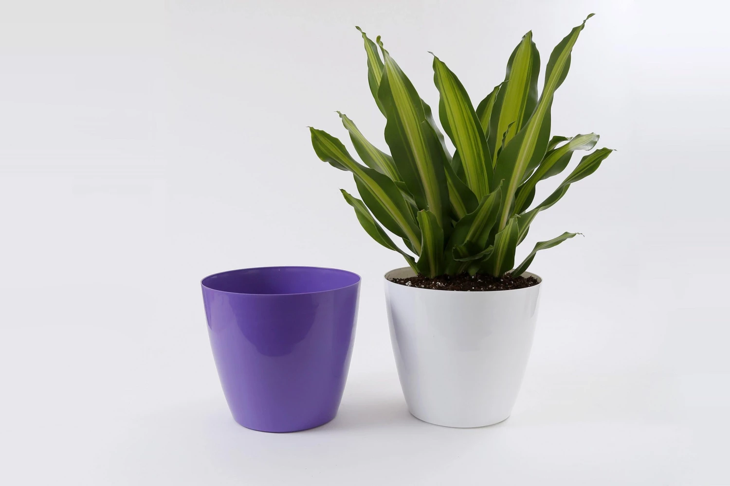 CGASPL 11 Inch Violet Singapore Pot (280mm) 8 CGASPL 11 Inch Violet Singapore Pot (280mm)
