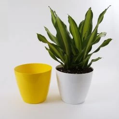CGASPL Pot-Planters 11 Inch Yellow Singapore Pot (280mm) 13 CGASPL Pot-Planters 11 Inch Yellow Singapore Pot (280mm)