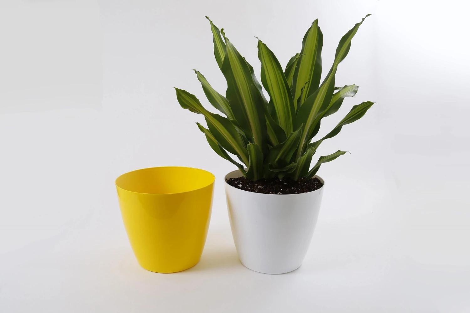 CGASPL Pot-Planters 11 Inch Yellow Singapore Pot (280mm) 8 CGASPL Pot-Planters 11 Inch Yellow Singapore Pot (280mm)