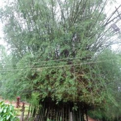 CGASPL Bambusa Arundinesia Seeds - 1 Kg