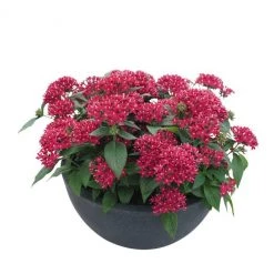 CGASPL Pentas Graffiti 20/20 Fuchsia Flower Seeds