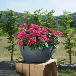 CGASPL Pentas Graffiti 20/20 Fuchsia Flower Seeds