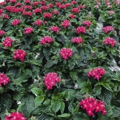 CGASPL Pentas Graffiti 20/20 Fuchsia Flower Seeds