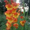 CGASPL Winter Flower Bulbs Gladiolus Orange/Yellow Bio-Color Flower Bulbs (Pack Of 12 Bulbs ) 1 CGASPL Winter Flower Bulbs Gladiolus Orange/Yellow Bio-Color Flower Bulbs (Pack Of 12 Bulbs )