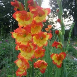 CGASPL Winter Flower Bulbs Gladiolus Orange/Yellow Bio-Color Flower Bulbs (Pack Of 12 Bulbs )