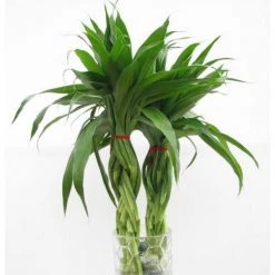 CGASPL 12 Braided Bamboo Pack Of 2 Lucky Bamboos