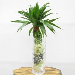 CGASPL 12 Braided Bamboo Lucky Bamboos