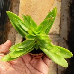 CGASPL Crassula Campfire Green Small Succulent Plant Plants