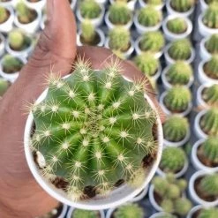 CGASPL Plants Echinopsis Calochlora Non-Grafted Cactus 7 CGASPL Plants Echinopsis Calochlora Non-Grafted Cactus