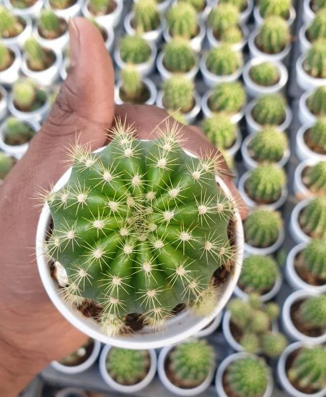 CGASPL Plants Echinopsis Calochlora Non-Grafted Cactus 5 CGASPL Plants Echinopsis Calochlora Non-Grafted Cactus