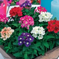 CGASPL Verbena Tuscany Mix Flower Seeds Imported Flower Seeds