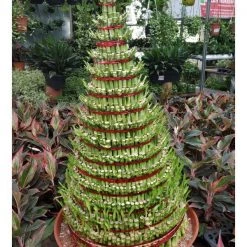 CGASPL Lucky Bamboos Lucky Bamboo 15 Layer Plant