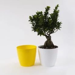 CGASPL 13 Inch Yellow Singapore Pot (330mm)