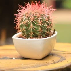 CGASPL Plants Echinocactus Grusonii Painted Non-Grafted Orange Shade Cactus
