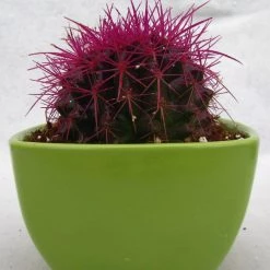 CGASPL Plants Echinocactus Grusonii Painted Non-Grafted Purple Cactus (In Plastic Pot)