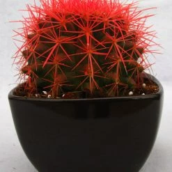 CGASPL Echinocactus Grusonii Painted Non-Grafted Orange Cactus (In Plastic Pot) Plants 9 CGASPL Echinocactus Grusonii Painted Non-Grafted Orange Cactus (In Plastic Pot) Plants