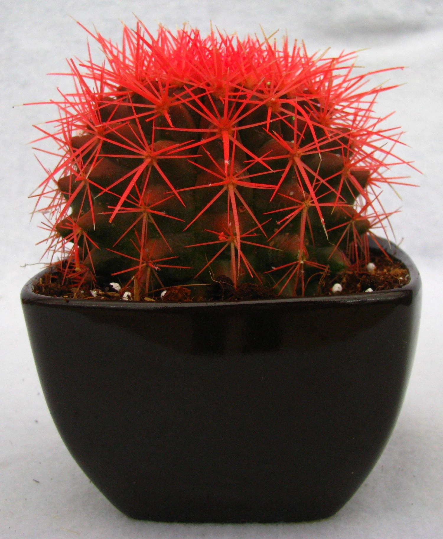 CGASPL Echinocactus Grusonii Painted Non-Grafted Orange Cactus (In Plastic Pot) Plants 5 CGASPL Echinocactus Grusonii Painted Non-Grafted Orange Cactus (In Plastic Pot) Plants