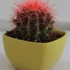 CGASPL Echinocactus Grusonii Painted Non-Grafted Pink-Orange Cactus Plants