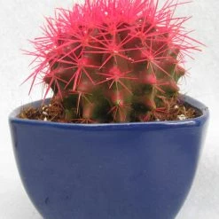 CGASPL Plants Echinocactus Grusonii Painted Non-Grafted Rose Cactus (In Plastic Pot) 9 CGASPL Plants Echinocactus Grusonii Painted Non-Grafted Rose Cactus (In Plastic Pot)
