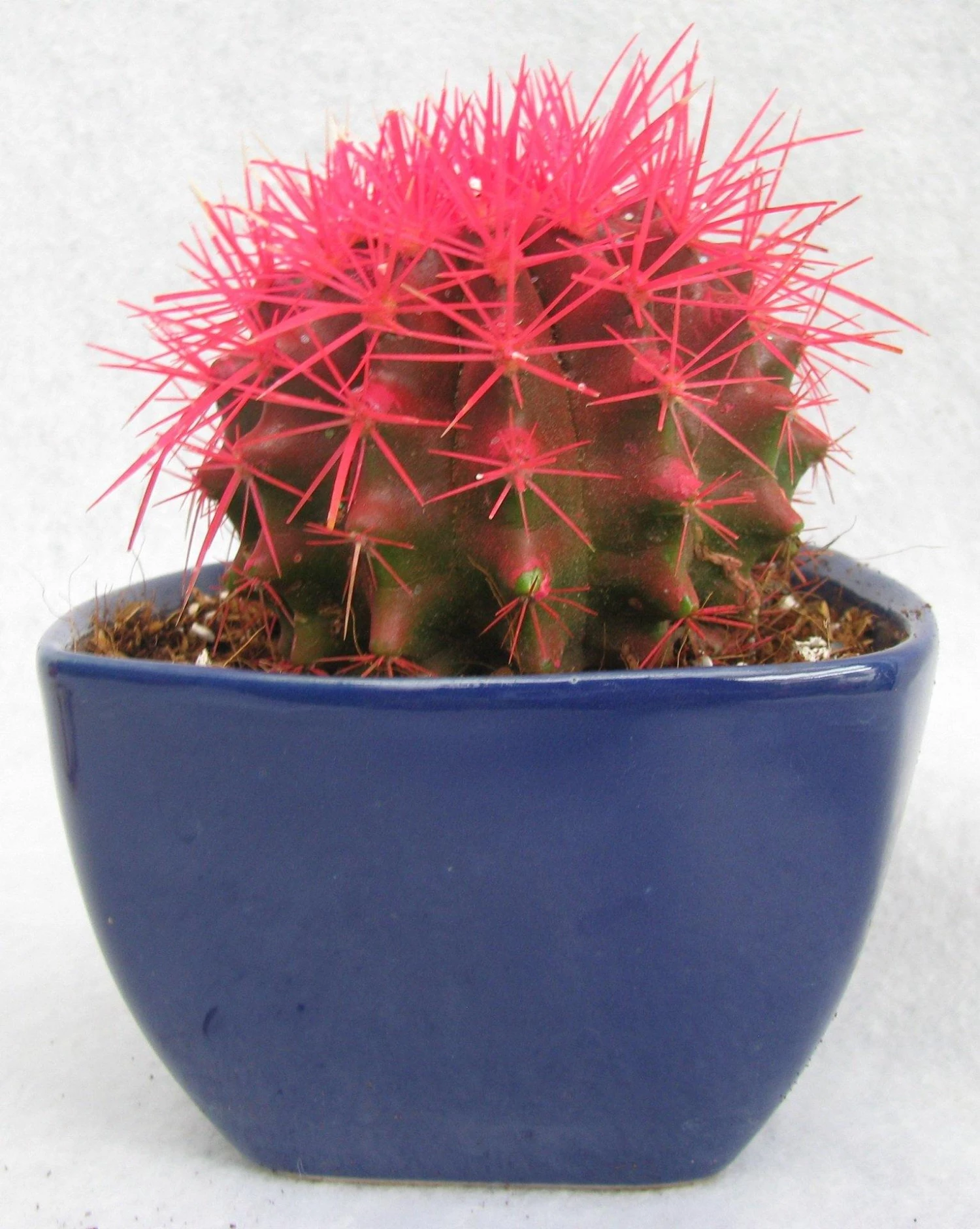 CGASPL Plants Echinocactus Grusonii Painted Non-Grafted Rose Cactus (In Plastic Pot) 5 CGASPL Plants Echinocactus Grusonii Painted Non-Grafted Rose Cactus (In Plastic Pot)