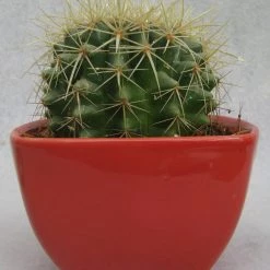 CGASPL Echinocactus Grusonii Painted Non-Grafted White Cactus Plants