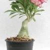 CGASPL 935 Bi-color Adenium Double Layer White Pink Flower Plant Plants
