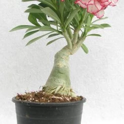 CGASPL 935 Bi-color Adenium Double Layer White Pink Flower Plant Plants