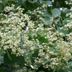 CGASPL Trees Of India Bauhinia Retusa Seeds-1 Kg