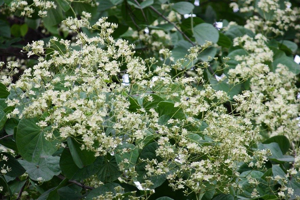 CGASPL Trees Of India Bauhinia Retusa Seeds-1 Kg 3 CGASPL Trees Of India Bauhinia Retusa Seeds-1 Kg