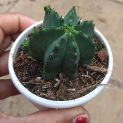 CGASPL Plants Trichocereus Pachanoi Cactus