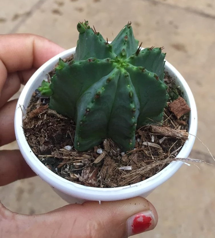 CGASPL Plants Trichocereus Pachanoi Cactus 3 CGASPL Plants Trichocereus Pachanoi Cactus