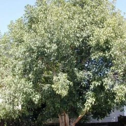 CGASPL Ficus Religiosa (Qg) Seeds - 1 Kg