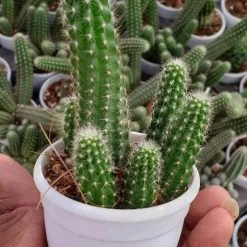 CGASPL Echinopsis Spachiana Non-Grafted Cactus